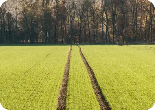Field Crops