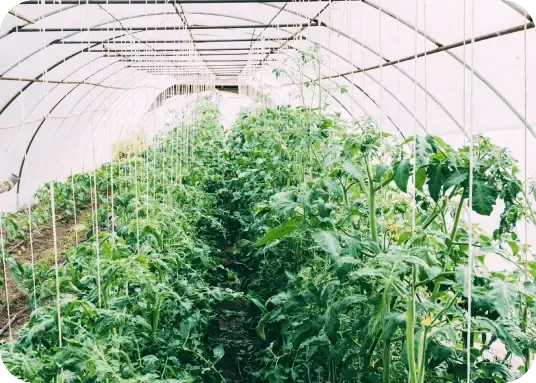 Greenhouse Farming