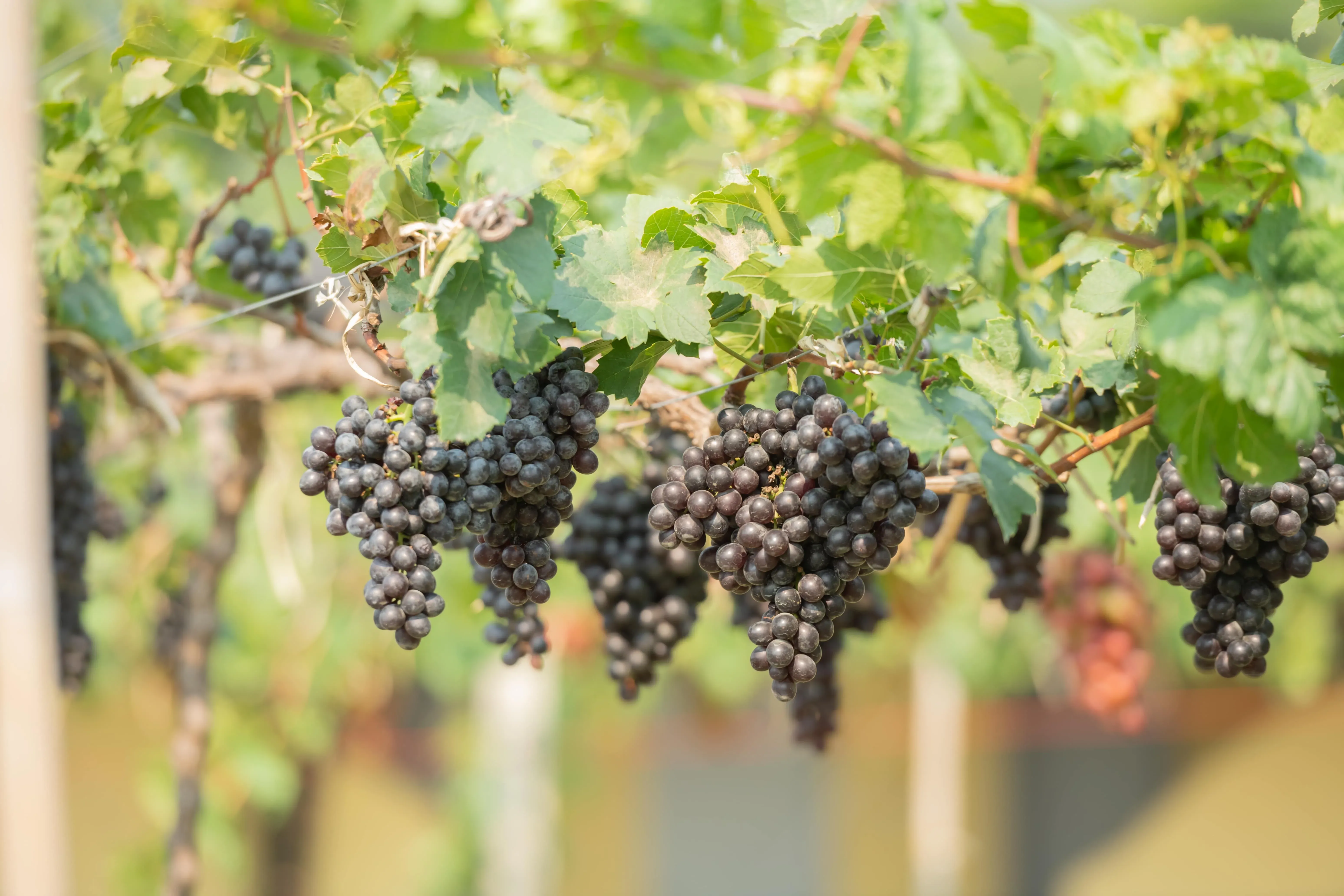 Viticulture