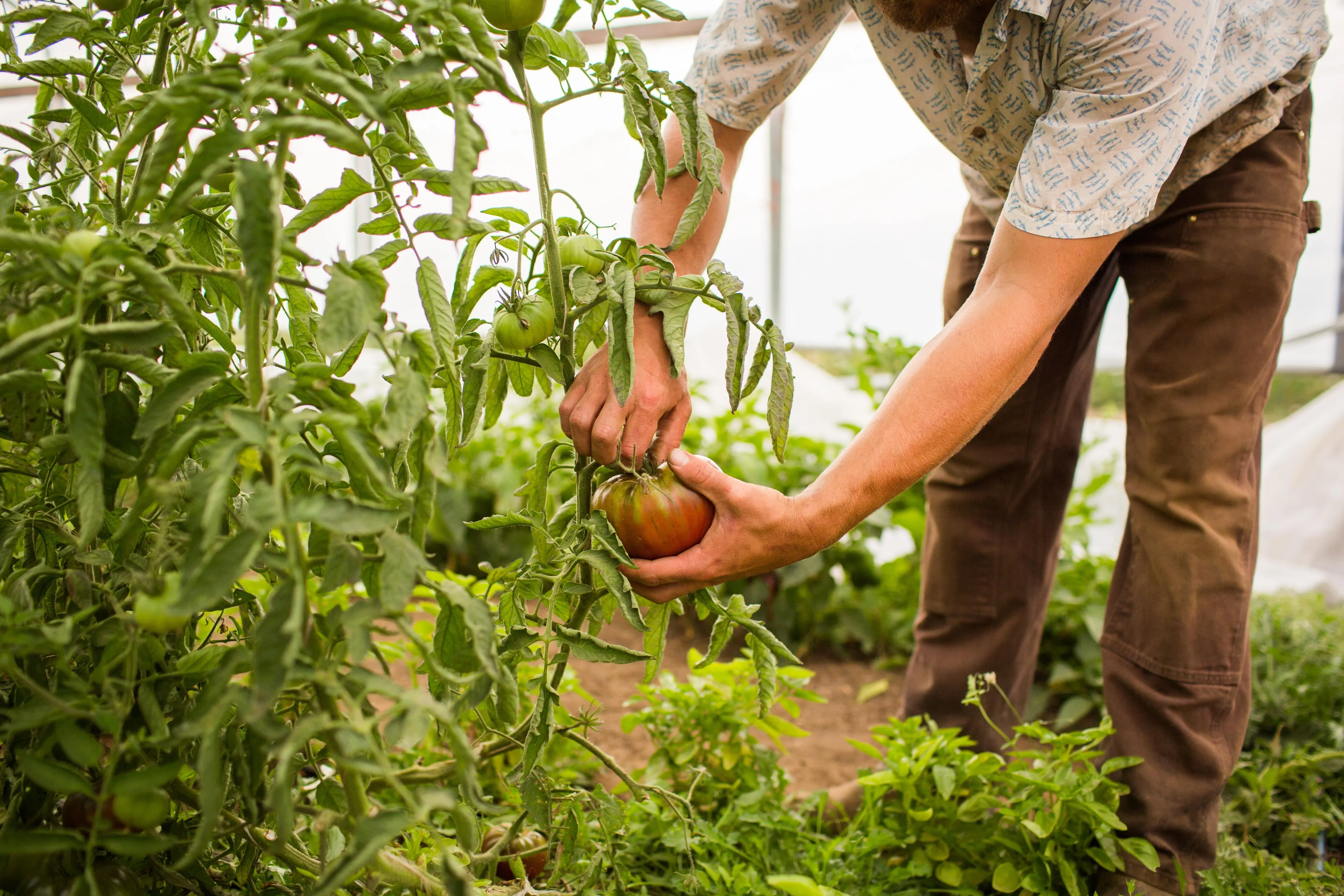 Agriculture and Horticulture