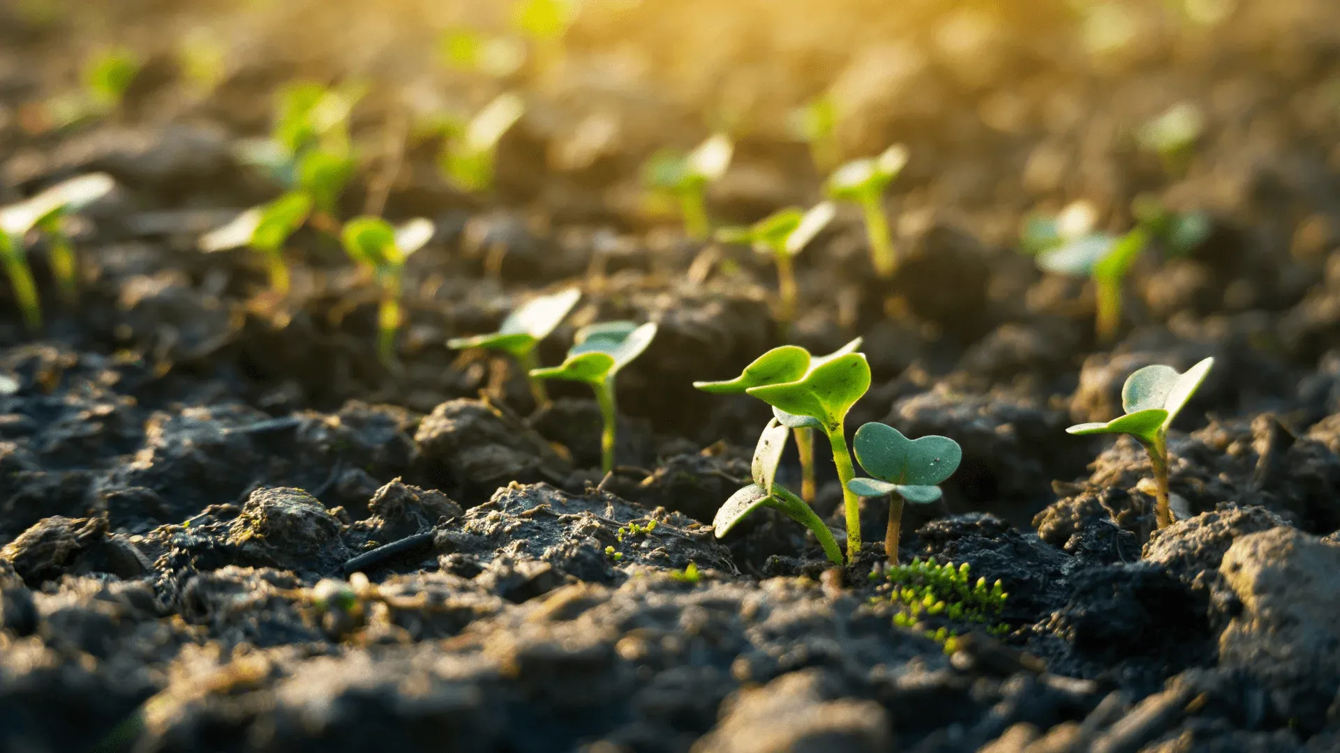 AgriTech & Livestock
