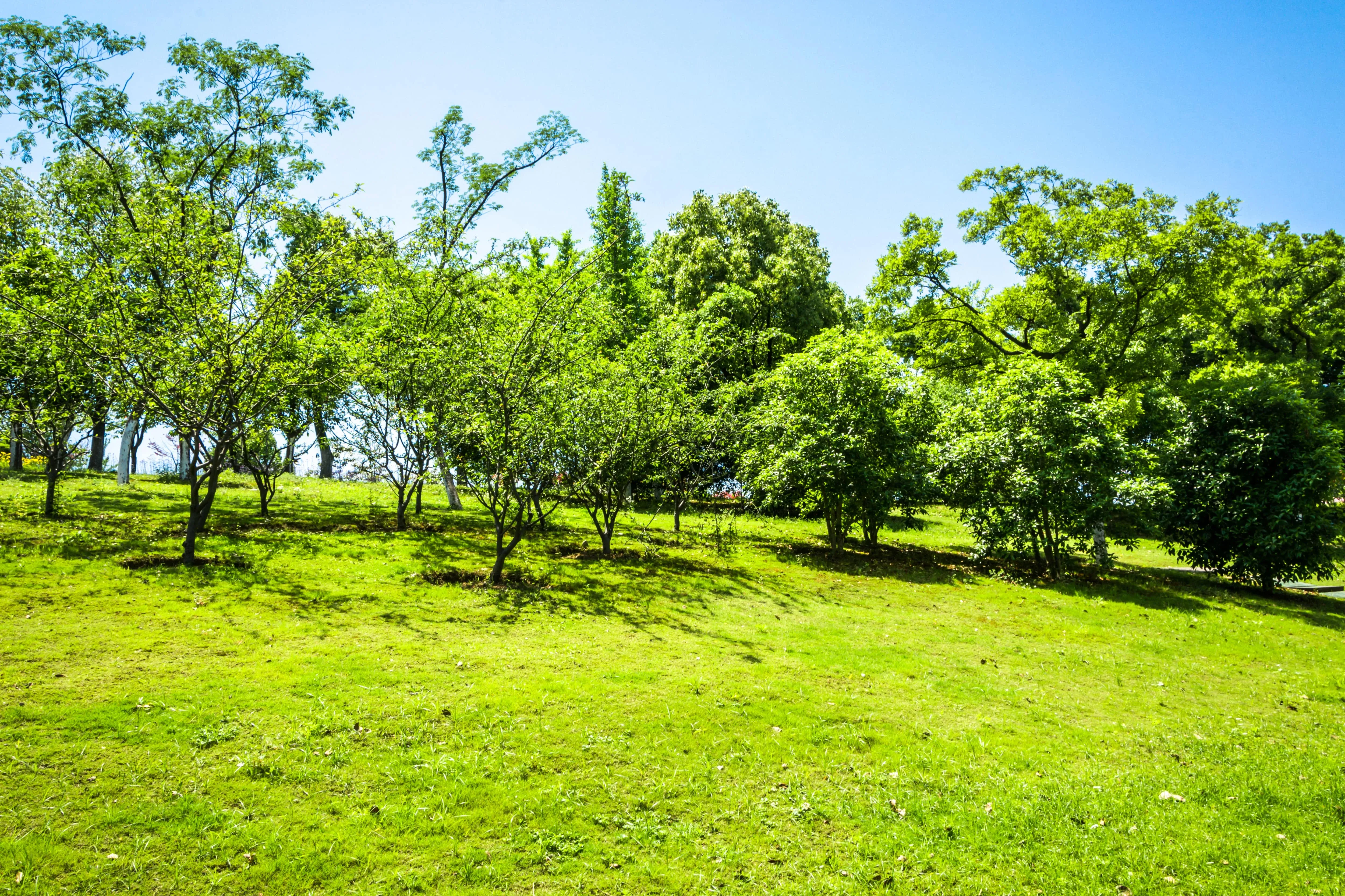 Agroforestry