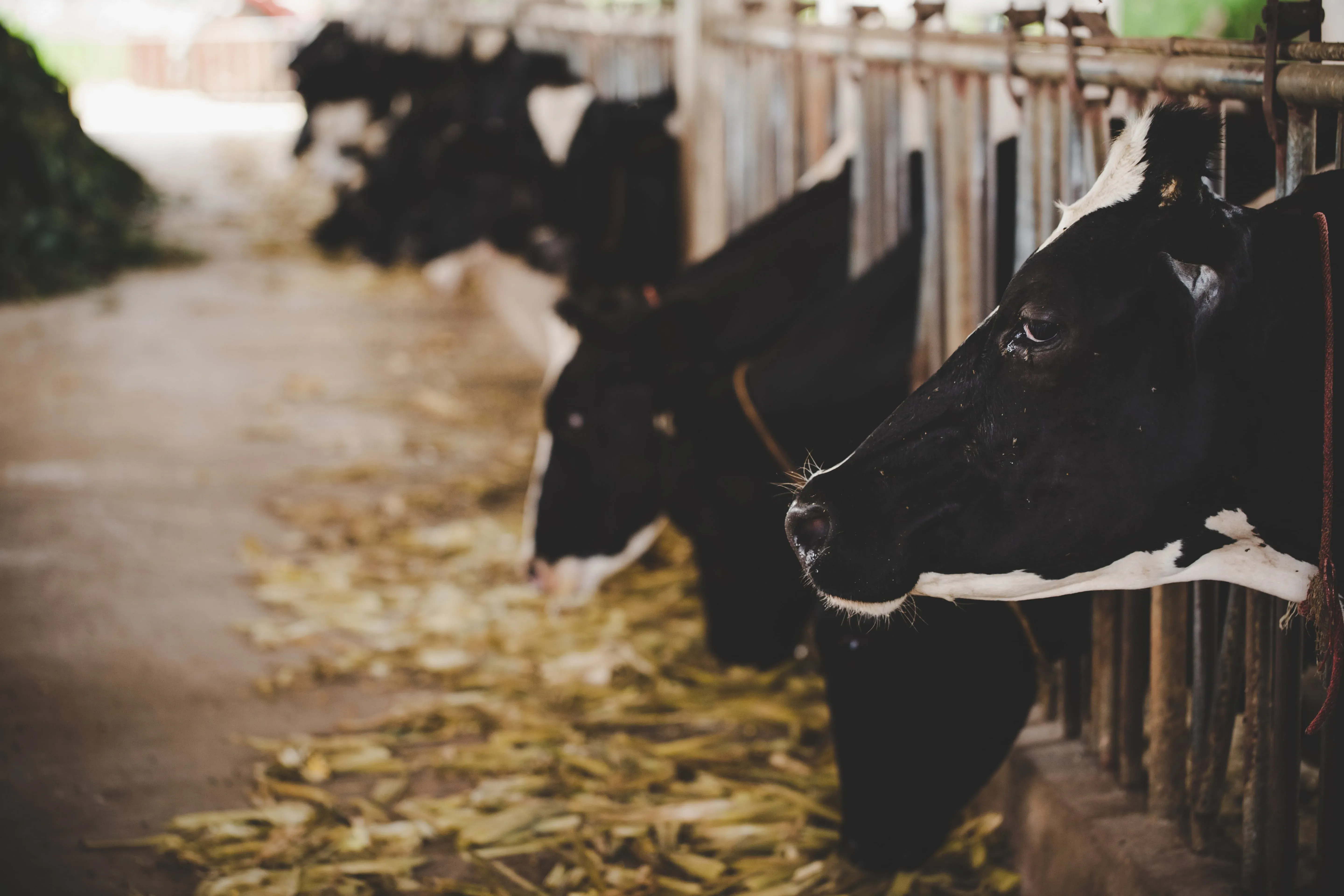 Dairy and Livestock Management