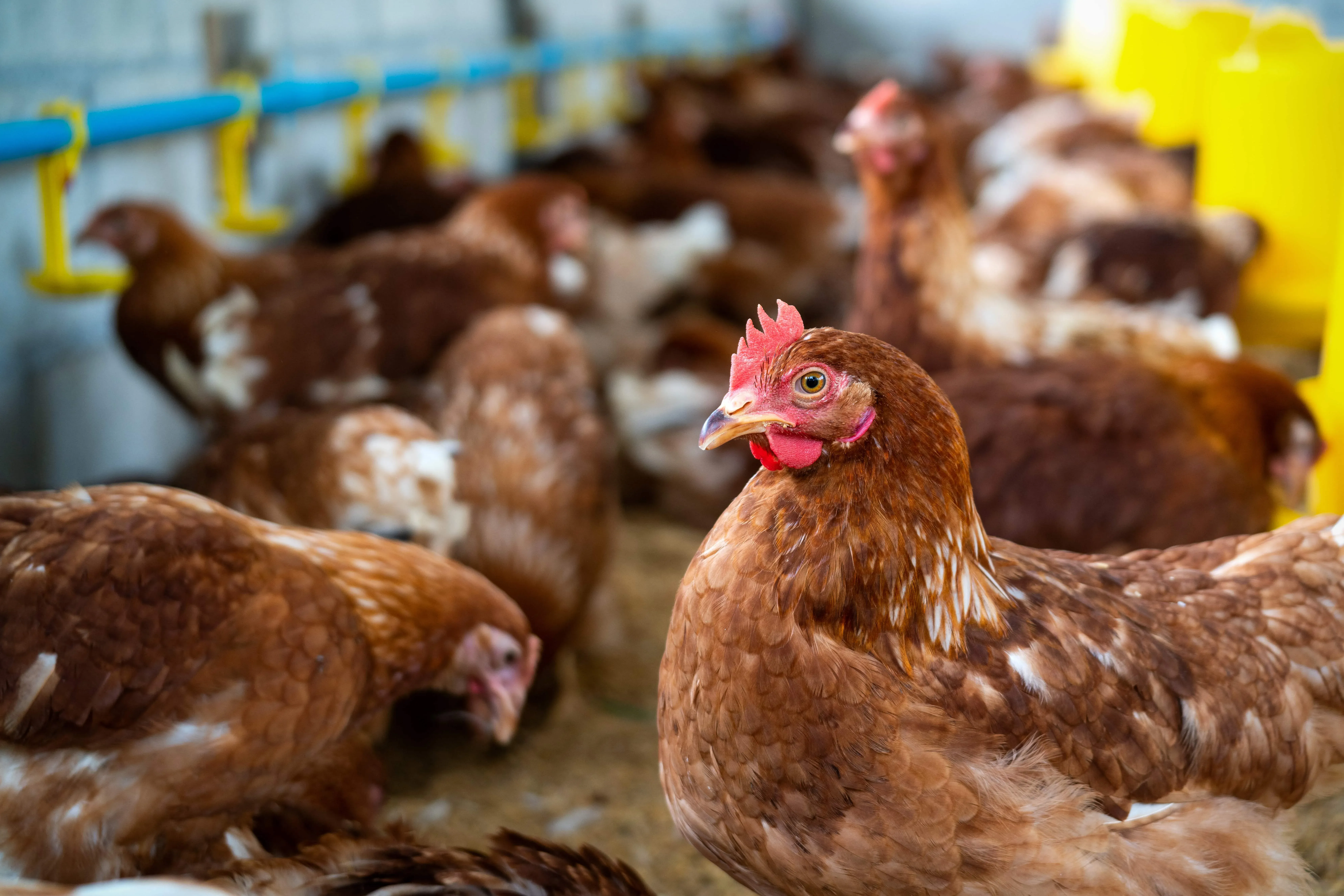 Dairy and Poultry