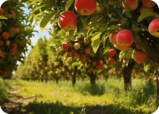 Fruit Orchards